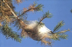 Lotta alla processionaria del pino